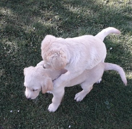 Golden retriever