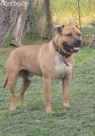 Staffordshire terrier kan kutyám fedezést vállal