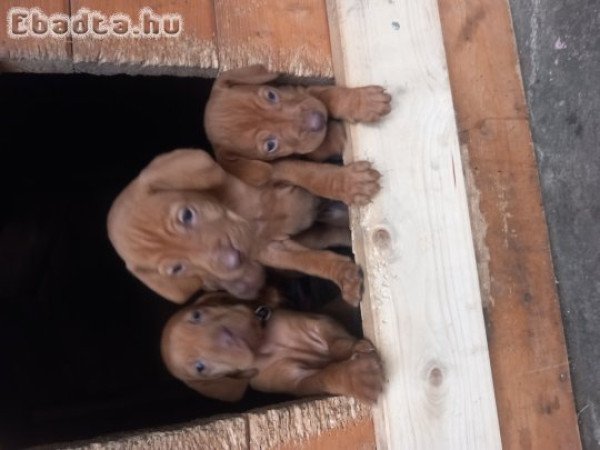 Magyar Vizsla kiskutyák