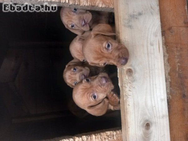 Magyar Vizsla kiskutyák