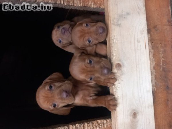 Magyar Vizsla kiskutyák