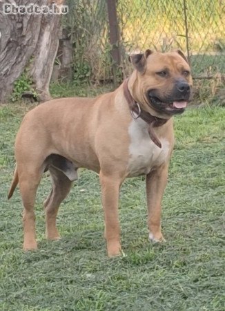 Staffordshire terrier kan kutyám fedezést vállal