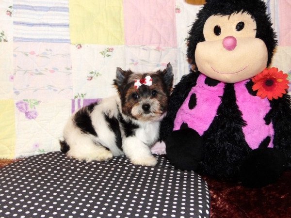 Biewer Yorkshire Terrier Yorki