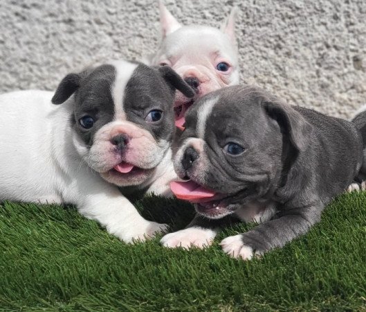 Francia bulldog