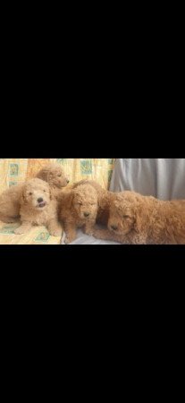 Goldendoodle