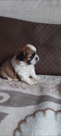 Shih -tzu