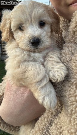 Maltipoo