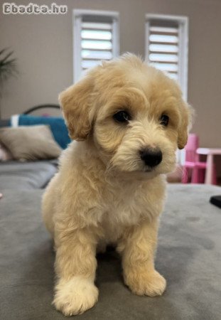Maltipoo