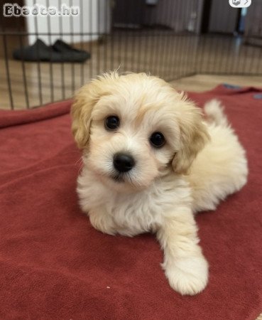 Maltipoo