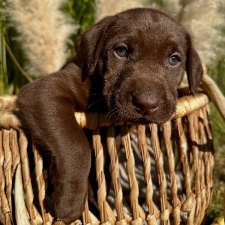 labrador retriever