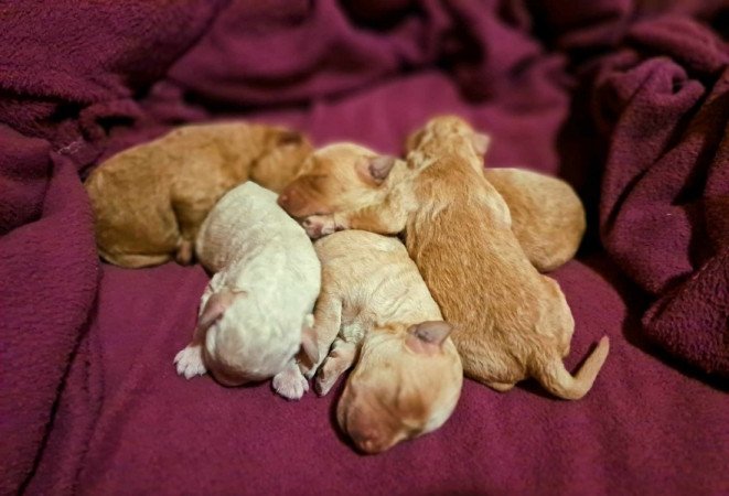 Máltai+uszkár=Maltipoo havanese bichon