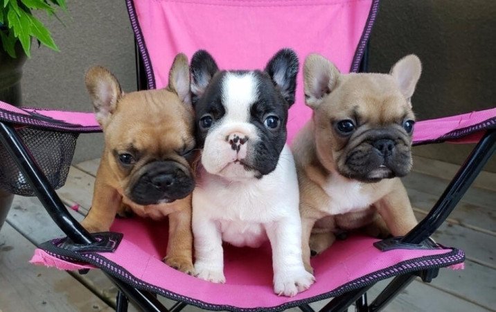 francia bulldog