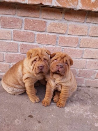 Shar pei sharpei shar-pei