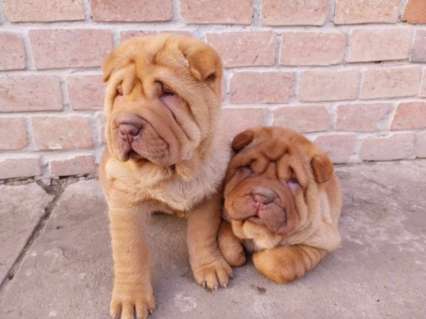 Shar pei sharpei shar-pei