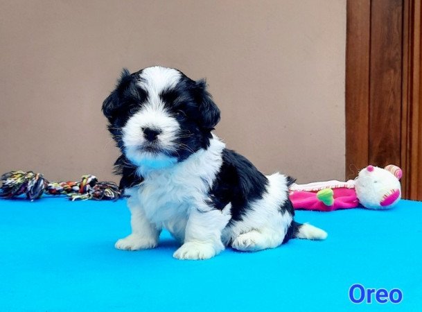 Bichon Havanese