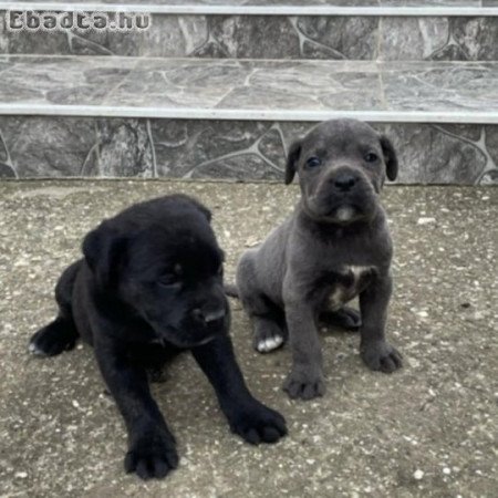 Cane corso kiskutya