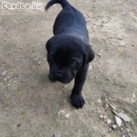 Cane corso kiskutya
