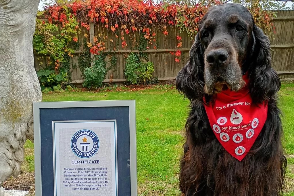 Sharwood, az Ír szetter, aki 200 másik kutya életét mentette meg