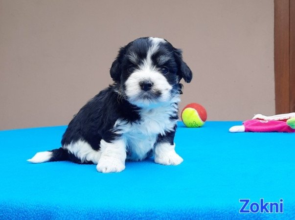 Bichon Havanese