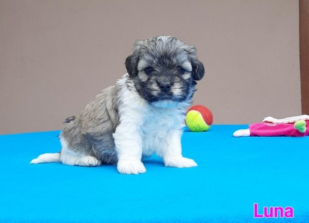 Bichon Havanese