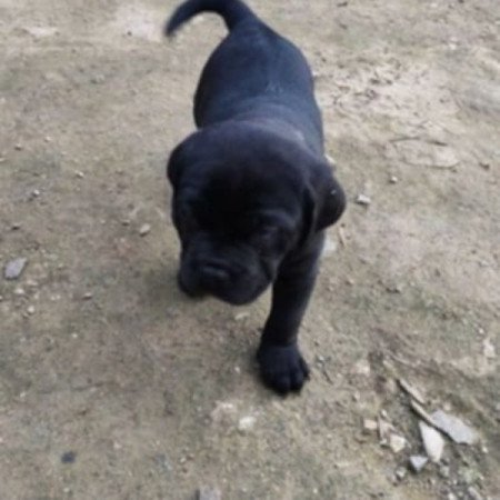 Cane corso