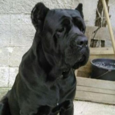 Cane corso
