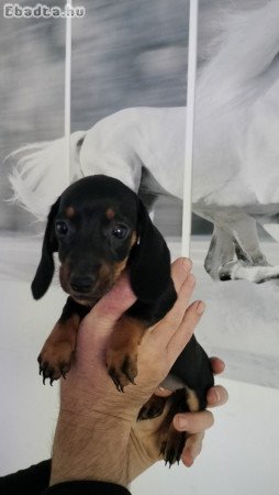 Eladó törpe tacskó kiskutyák