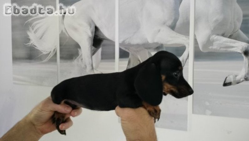 Eladó törpe tacskó kiskutyák