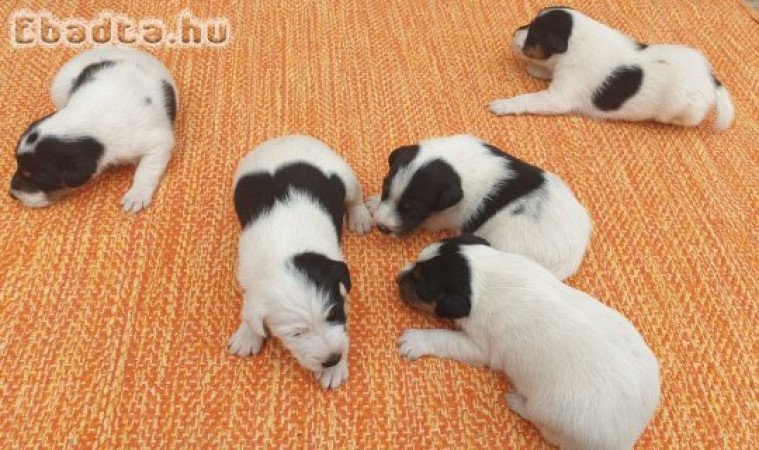 Fajtatiszta simaszőrű foxterrier kiskutyák eladók