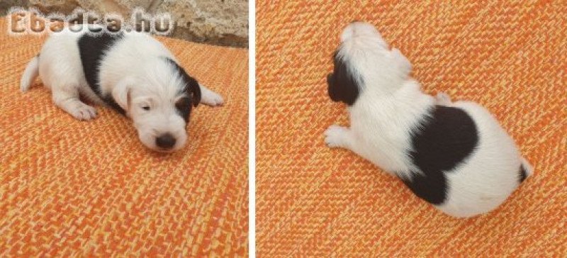 Fajtatiszta simaszőrű foxterrier kiskutyák eladók