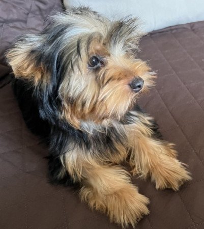 Yorkshire terrier