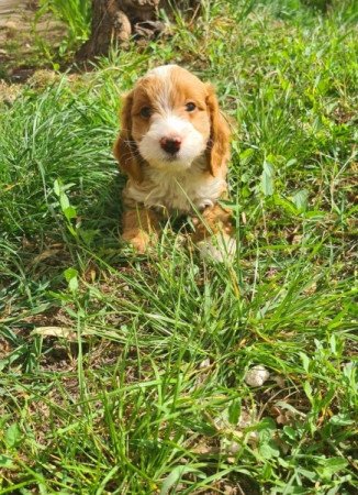 Spániel uszkár cockapoo cavapoo