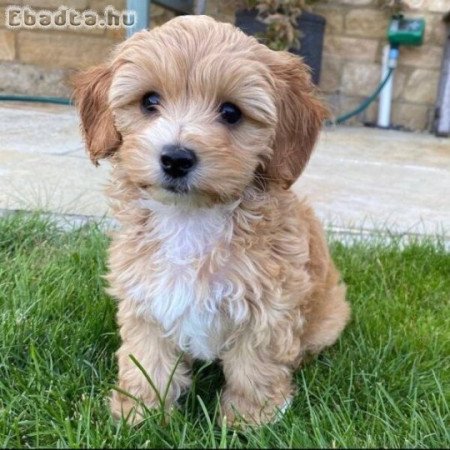 Maltipoo kölykök