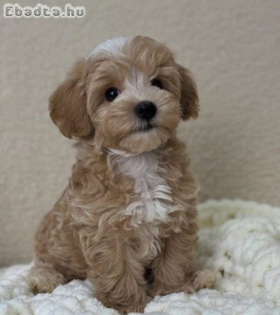 Maltipoo kölykök