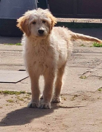 Golden retriever uszkár goldendoodle