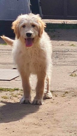 Golden retriever uszkár goldendoodle