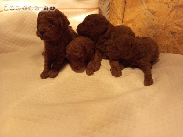 Pudla štenci na prodaju