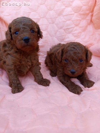 Pudla štenci na prodaju