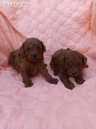 Pudla štenci na prodaju