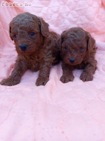 Pudla štenci na prodaju