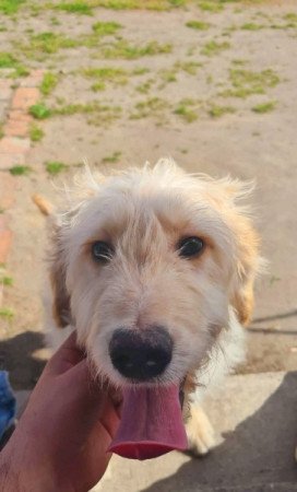 Golden retriever uszkár goldendoodle