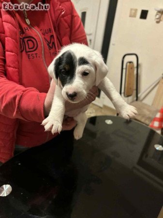 Simaszőrű foxterrier