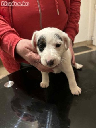 Simaszőrű foxterrier