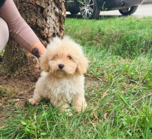 Maltipoo máltai selyem uszkár