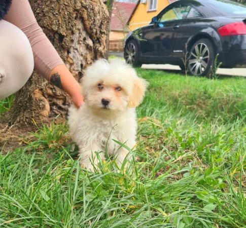 Maltipoo máltai selyem uszkár