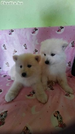 Samoyed kiskutyák