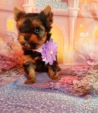 Yorkshire terrier