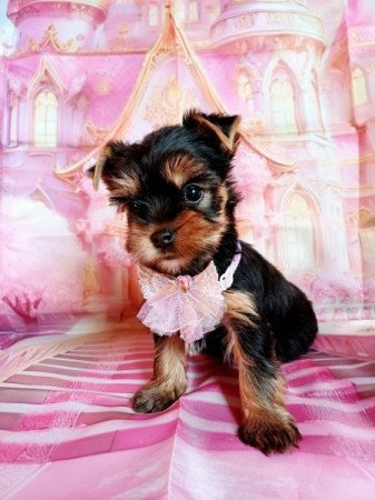 Yorkshire terrier