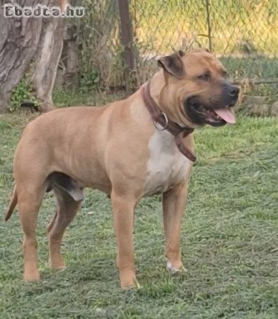staffordshire terrier kutyám fedezést vállal