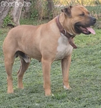 staffordshire terrier kutyám fedezést vállal